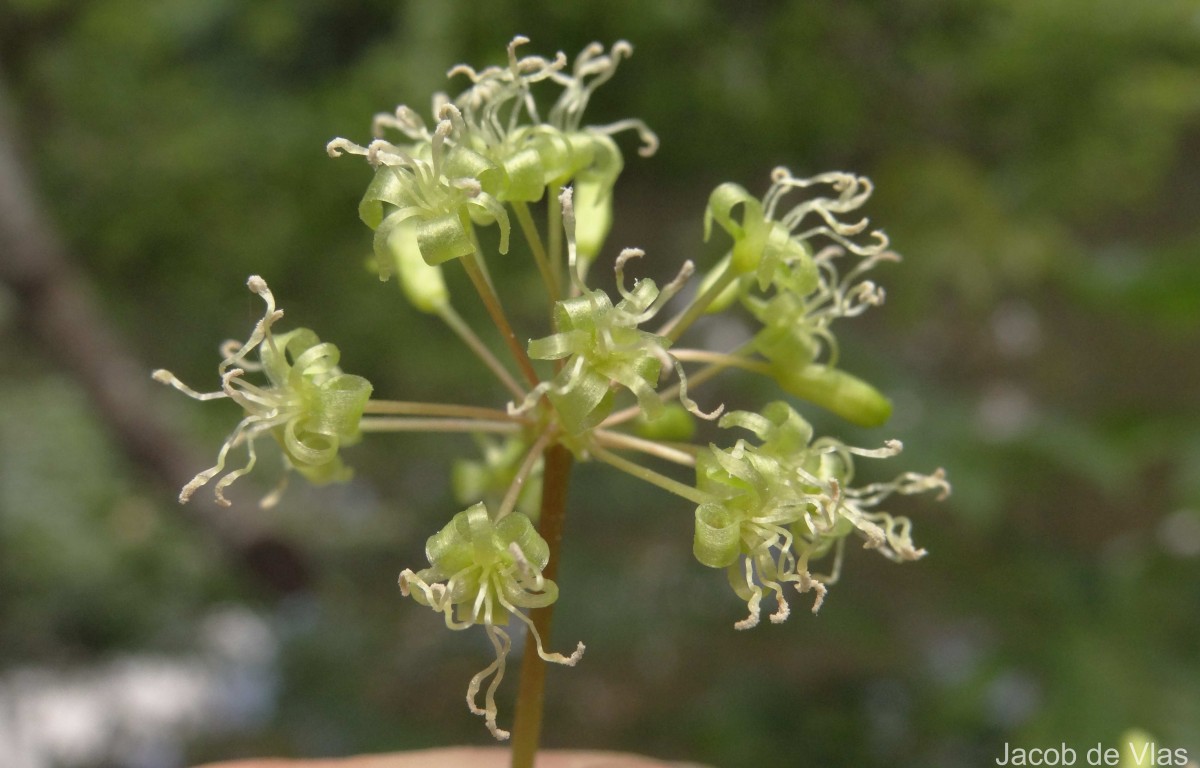 Solanum americanum Mill.